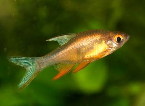 Golden Rasbora